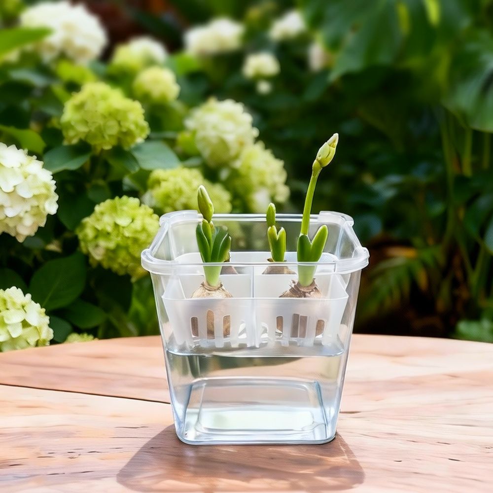 Hydroponische vaas voor tulpen - Plant Pot recensie en prijs